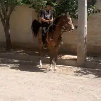 اسب|اسب و تجهیزات اسب‌سواری|ساوه, |دیوار
