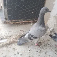 کبوترپلاکی|پرنده|سراوان, |دیوار