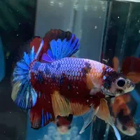 فایترهای کلکسیونی