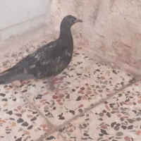 دوتاجوجه دون خور