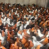 فروش مرغ بومی ۴ماهه گلپایگانی (تخمگذار)|حیوانات مزرعه|تهران, صادقیه|دیوار