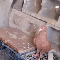 کبوتر|پرنده|زاهدان, |دیوار