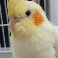 عروس هلندی  نر  سخنگو