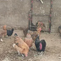 مرغ و خروس|حیوانات مزرعه|حمیدیه, |دیوار