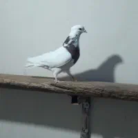 کبوتر طوقی|پرنده|خمینی‌شهر, |دیوار