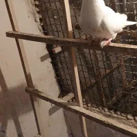 کیوتر|پرنده|قزوین, |دیوار