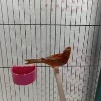 قناری|پرنده|کرمان, |دیوار