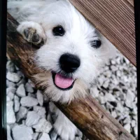 سگ شیتزو|سگ|نوشهر, |دیوار