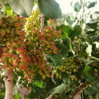 نهال پسته ایتالیایی
