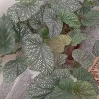 گل های تزئینی برای خانه|گل و گیاه طبیعی|سقز, |دیوار