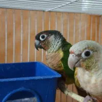 گرینچک|پرنده|مشهد, علی آباد|دیوار