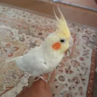 عروس هلندی نر