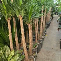 یوکا بن سای ۵۵۰