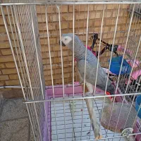 کاسکوجوان|پرنده|شیراز, تندگویان|دیوار