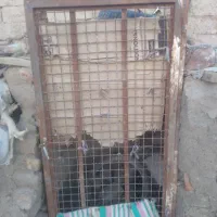 درکوله مرغ و کبوتر