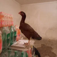 فروش دوتا مرغ اصیل وتخم گذار