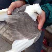 دوبالی|پرنده|پاکدشت, پاکدشت (مامازند)|دیوار