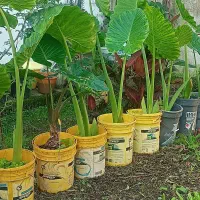 گل بابا ادم حراج بخاطر ساخت ساز|گل و گیاه طبیعی|سنگر, |دیوار