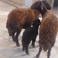 شیشک بره دار و ابستن