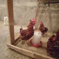 خروس نژاد سانپارس|حیوانات مزرعه|دهگلان, |دیوار