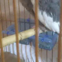 فروشی|پرنده|تربت جام, جامرود|دیوار