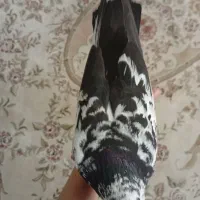 کفتر دستی|پرنده|تهران, مشیریه|دیوار