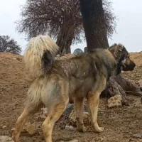 واگذاری سگ سرابی|سگ|شیراز, آبیاری|دیوار