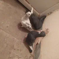 کبوتر.کفتر .پرنده|پرنده|راین, |دیوار