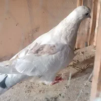 کبوتر سرور|پرنده|ورامین, خیر آباد|دیوار