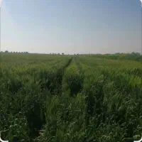 زمین کشاورزی