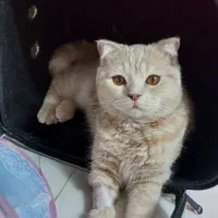 اسکاتیش نر|گربه|مشهد, کوشش|دیوار