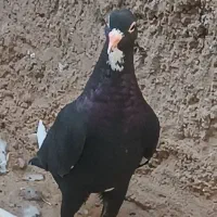 دوتا ماده سیاه پلنگ|پرنده|زرند, |دیوار