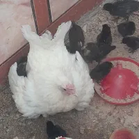 مرغ و جوجه محلی