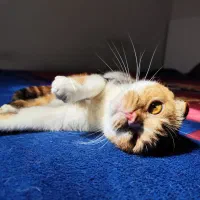 گربه اسکاتیش ماده