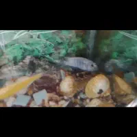 دو عدد ماهی سیچلاید