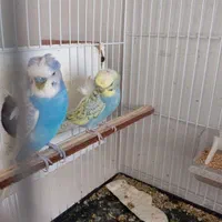 مرغ عشق/فنچ/عروس/کوتوله/الماسی|پرنده|زاهدان, |دیوار