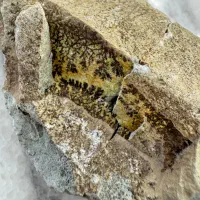 فسیل سرخس بسیار قدیمی