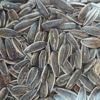 عرضه مستقیم تخمه آفتابگردان به صورت عمده و خرده|خوردنی و آشامیدنی|شیراز, وصال|دیوار
