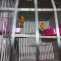 قناری سرخ|پرنده|مبارکه, |دیوار