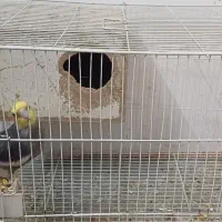 جفت عروس هلندی.قناری ماده. عروس هلندی ماده|پرنده|گلبهار, شهر جدید گلبهار|دیوار
