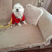 واگذاری سگ پاکوتاه شیتزو خالص ماده