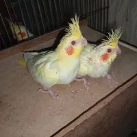 بچه عروس هلندی
