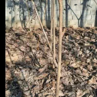 نهال صنوبر|گل و گیاه طبیعی|هادی شهر, |دیوار