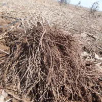 فروش نهال ریشه دار انگور تضمینی|حراج|تاکستان, |دیوار