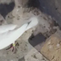 دسپر انگشتر