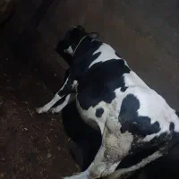 دوتا گوساله بابالاخ