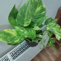 گلهای اپارتمانی زاموفیلیا وسانسوریا پتوس پهن برگ|گل و گیاه طبیعی|گرگان, |دیوار