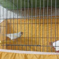 قناری نر بخون آماده|پرنده|پیر بکران, |دیوار