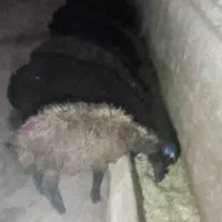 ۹عدد بره نر