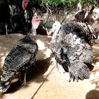 بوقلمون نروماده برنز گوشتی